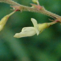 Phyllodium pulchellum (L.) Desv.